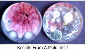 This is what a mold sample looks like after it has  grown in a lab for 7 days to get results.